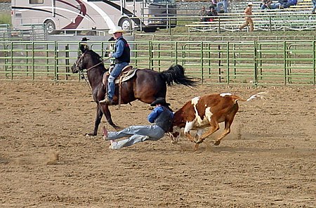 Steer wrestling at the CalPoly rodeo SteerWrestling CalPoly.jpg