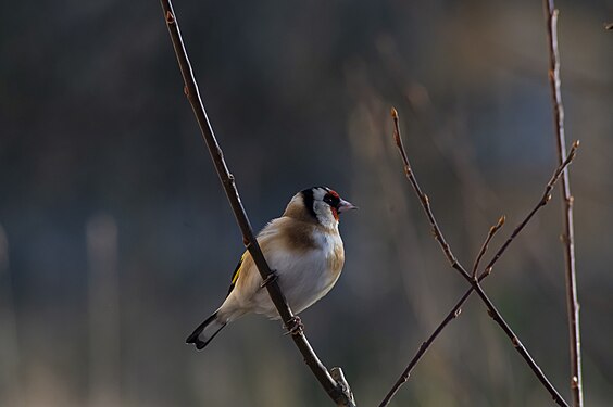 Common seed-eating bird Common goldfinch (Carduelis carduelis). Edit this at Structured Data on Commons Photograph: User:Tomasfi