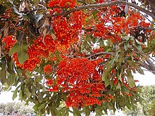 Stenocarpus sinuatus (firewheel tree) Sten sinuatus.jpg