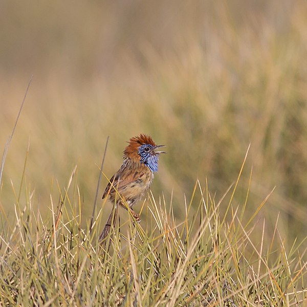 File:Stipiturus ruficeps 67721060.jpg