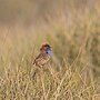 Thumbnail for Rufous-crowned emu-wren