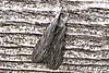 Streaked Dagger (Acronicta lithospila), FWG.jpg