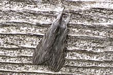 Streaked Dagger (Acronicta lithospila), FWG.jpg