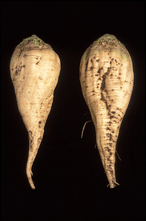 Sugar beets