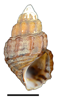 <i>Sulcospira tonkiniana</i>