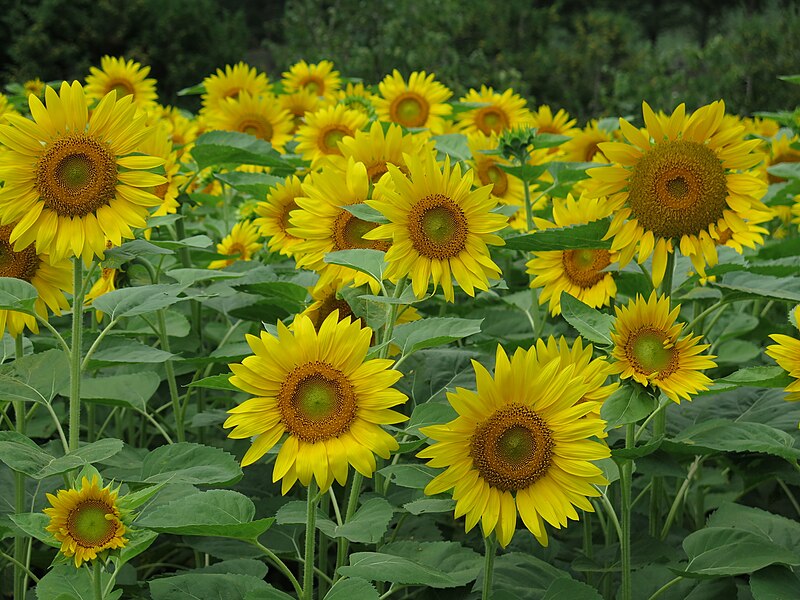 File:Sunflowers at Farm Tomita.jpg