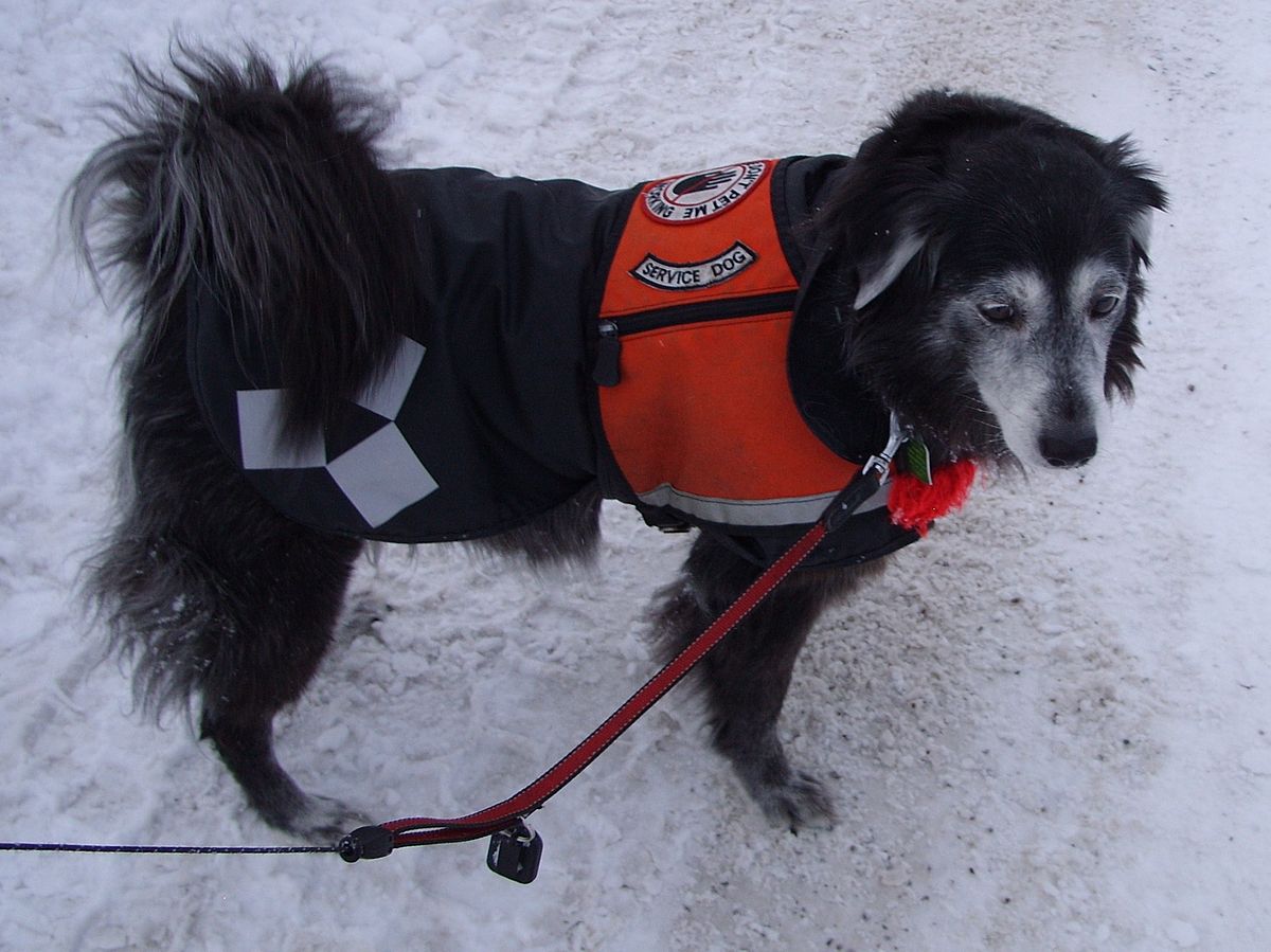 Servicehund Wikipedia, den frie