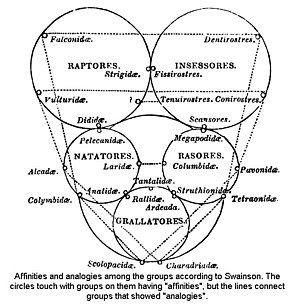 Ornitologi