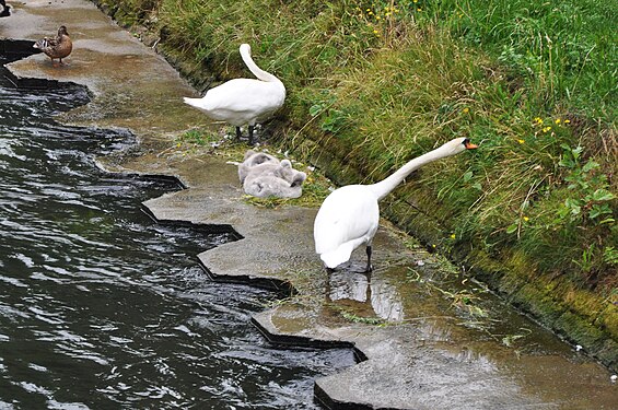 Swans and their cubs