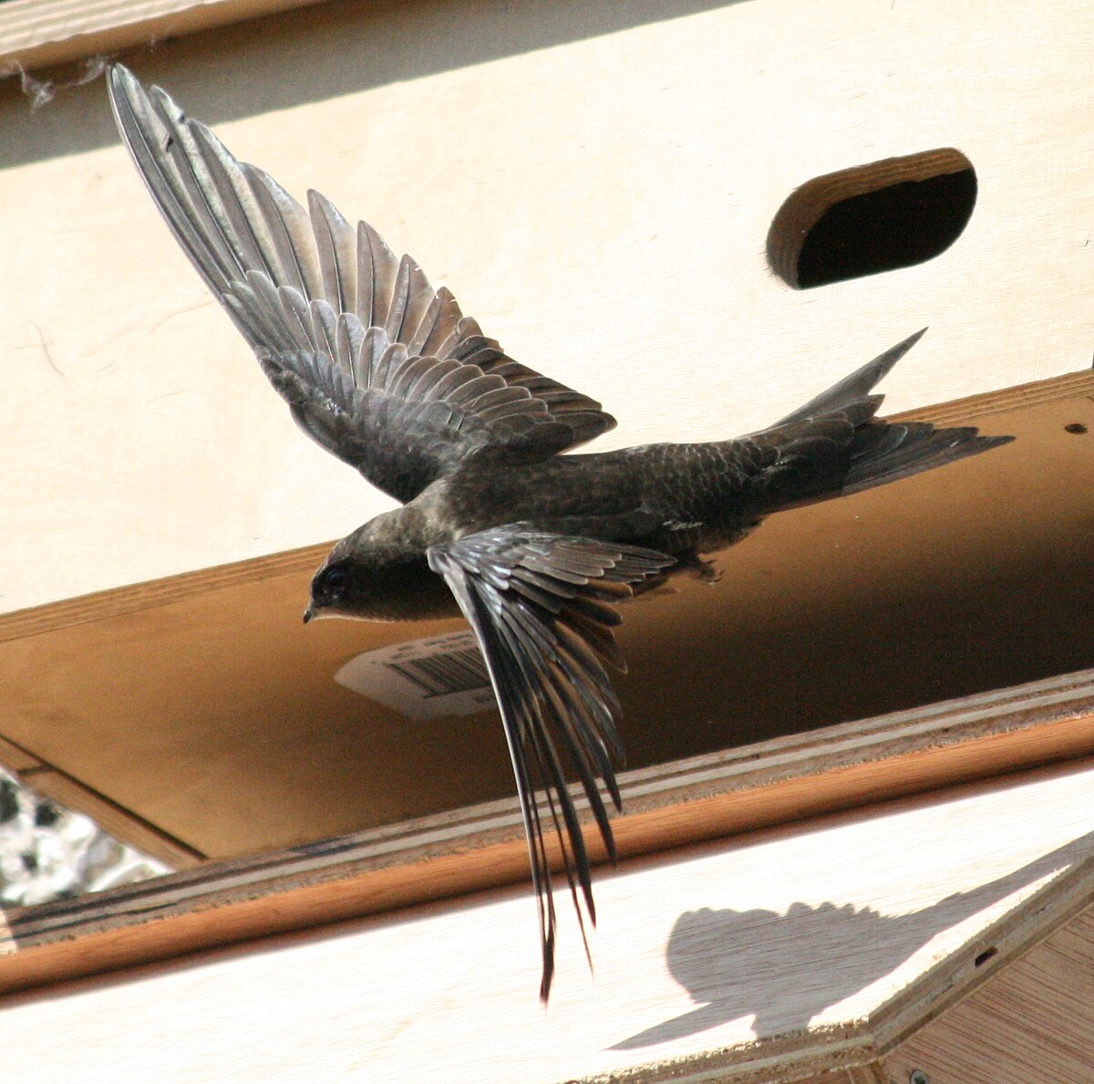 A la découverte du martinet noir, cet extraordinaire oiseau citoyen de nos  territoires 