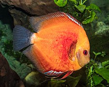 Symphysodon aequifasciatus - Karlsruhe Zoo 04.jpg