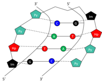 Cartoon representation of a synthetic polyamide to DNA sequence recognition. The DNA sequence 5'-GTAC-3' is recognized by the amino acid pairs Py/Im, Py/Hp, Hp/Py, and Im/Py. See for chemical structure Synthetic polyamide cartoon.png