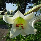 タカサゴユリの花