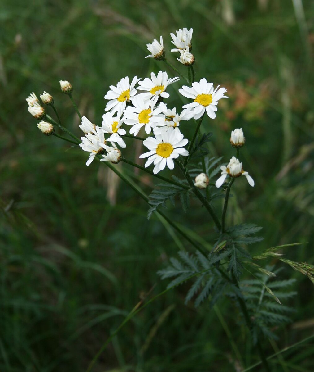 Пиретрум щитковый Pyrethrum corymbosum