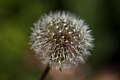 Taraxacum officinale, Santiago de Compostela