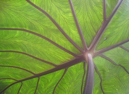 Branching veins on underside of taro leaf