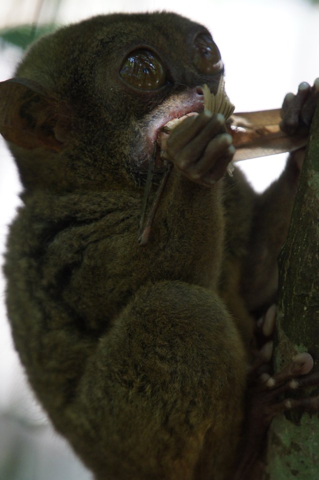 tarsier eating snake