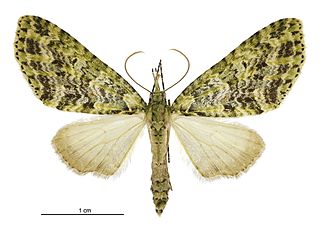 <i>Tatosoma tipulata</i> Species of moth endemic to New Zealand