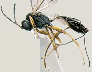 Tersilochinae subfamily of insects