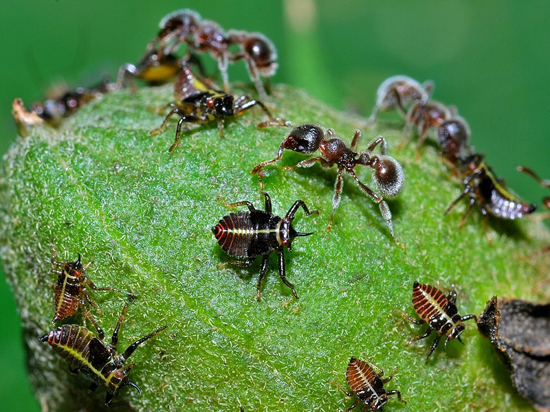 File:Tettigometrid Bugs Nymphs (Tettigometridae) looked after by ants (17651433563).jpg