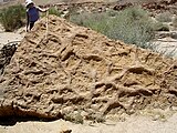 Fossils of the burrow ichnogenus Thalassinoides ThalassinoidesIsrael.JPG