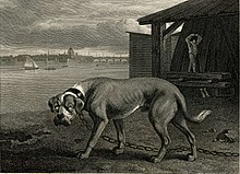 A picture of 1804 by Philip Reinagle, engraved by John Scott, showing a Mastiff of the Bandog type The Mastiff Reinagle 1894.jpg