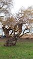 The Old Willow Tree - panoramio.jpg