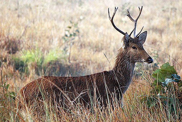 Image: The barasingha