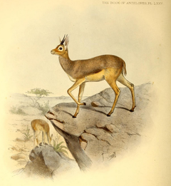 Description de l'image The book of antelopes (1894) Dorcotragus megalotis.png.