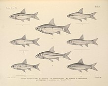 Nil balıkları (Pl. XLVII) (6961616009) .jpg