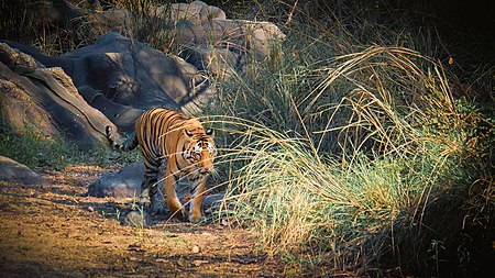 Tập_tin:Tiger_in_Kanha.jpg