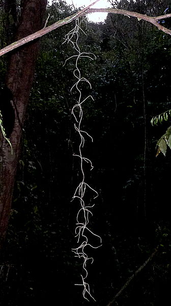 File:Tillandsia usneoides (L.) L. (8564816990).jpg