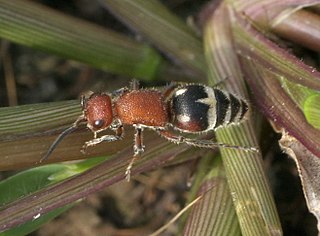 <i>Timulla</i> Genus of wasps