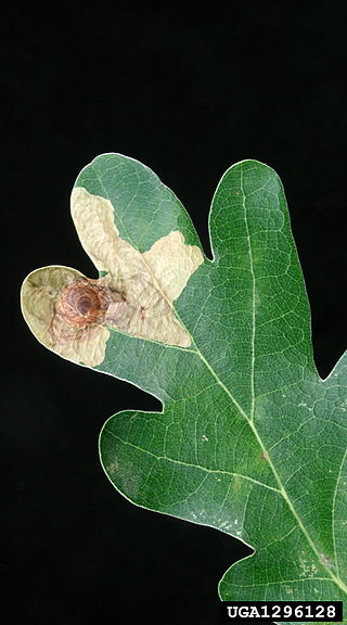 <i>Tischeria decidua</i> Species of moth