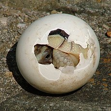 Vėžlio jauniklis veržiasi iš kiaušinio.