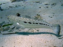 Trachinus araneus nei fondali della Sardegna