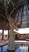 File:Tree of Knowledge and curtilage Barcaldine QLD 01.jpg