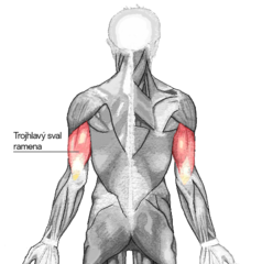 M Latissimus Dorsi прикрепление