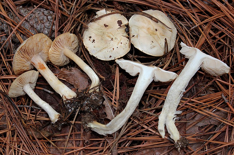 File:Tricholoma inamoenum (Fr.) Gillet 246757.jpg