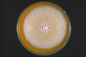 Culture of Trichophyton mentagrophytes