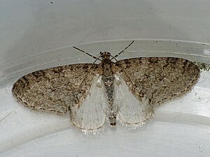 Trichopteryx carpinata - Early tooth-striped - Лопастная пяденица тополёвая (26087460627) .jpg