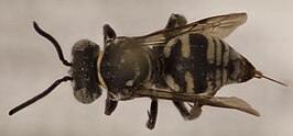 Triepeolus epeolurus