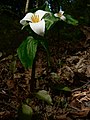 Trillium ovatum