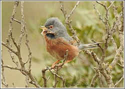 Tristram's Warbler iNaturalist.jpg