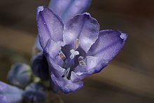 With tubular throat and six tepals, the flower contains six stamens with purple or yellow anthers. Triteleia grandiflora 9554.JPG