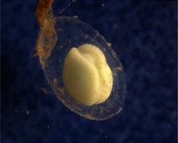 A cream-white egg in a gelatinous capsule before a dark background.