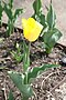 Triumph Tulip Strong Gold (Tulipa) .jpg