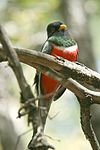 Trogon elegans 1.jpg