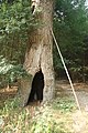 Čeština: Kmen památného stromu Spálený dub u Radkovic u Hrotovic, okr. Třebíč. English: Trunk of Famous Tree Spálený dub near Radkovice u Hrotovic, Třebíč District.