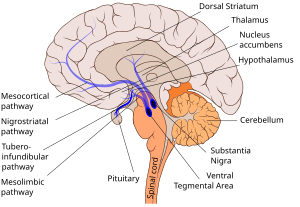 Tuberoinfundibular pathway.svg